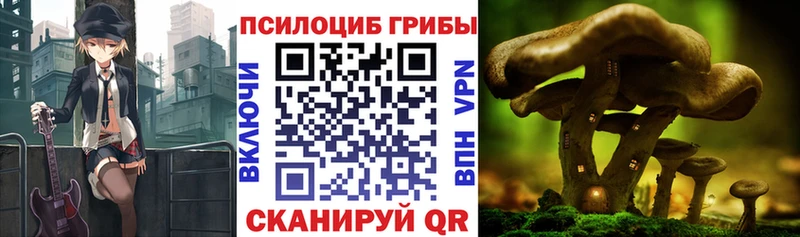 купить закладку  Калининск  OMG как зайти  Галлюциногенные грибы Cubensis 